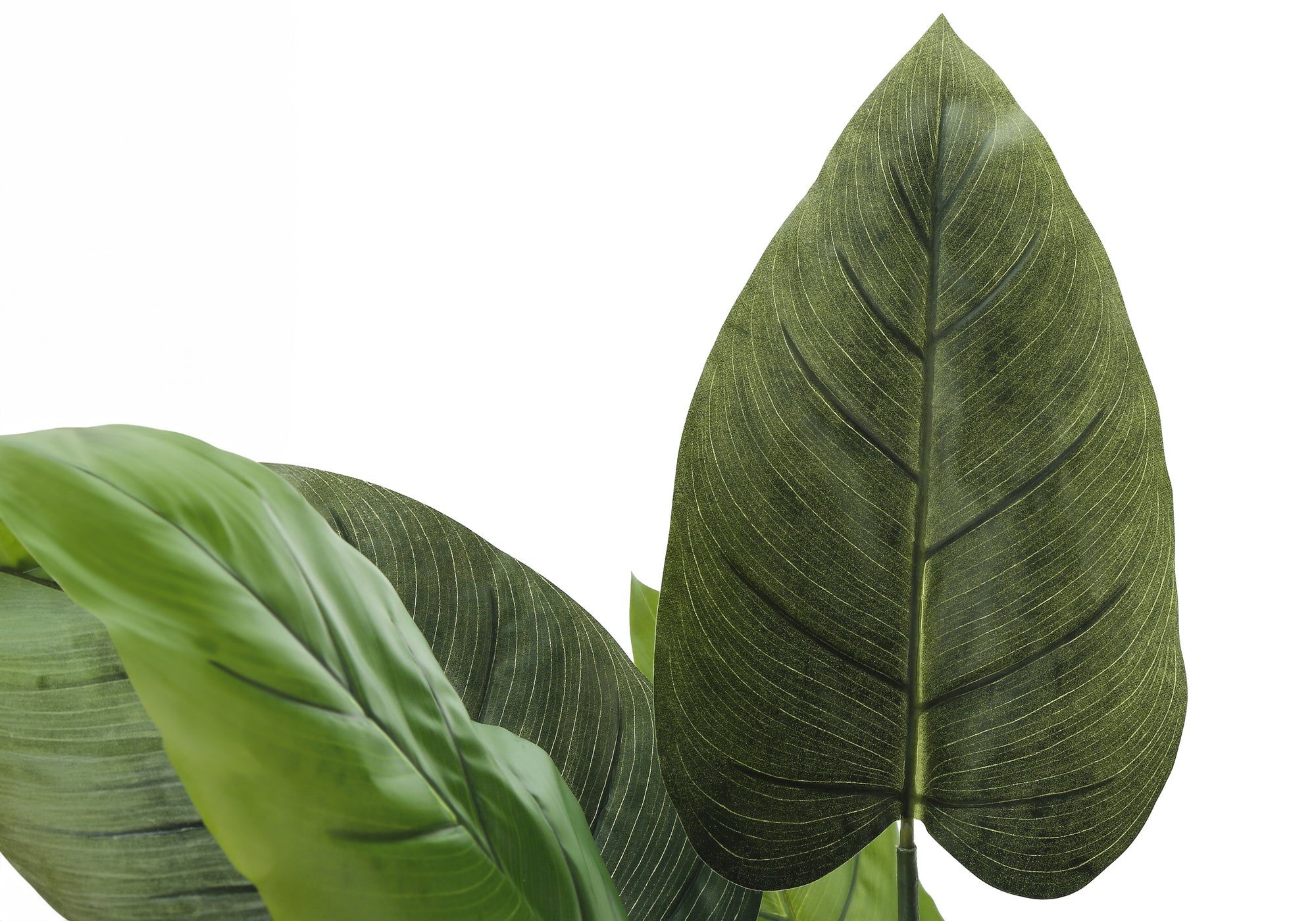 AUREUM D'INTÉRIEUR 37"H / EN POT DE 6"