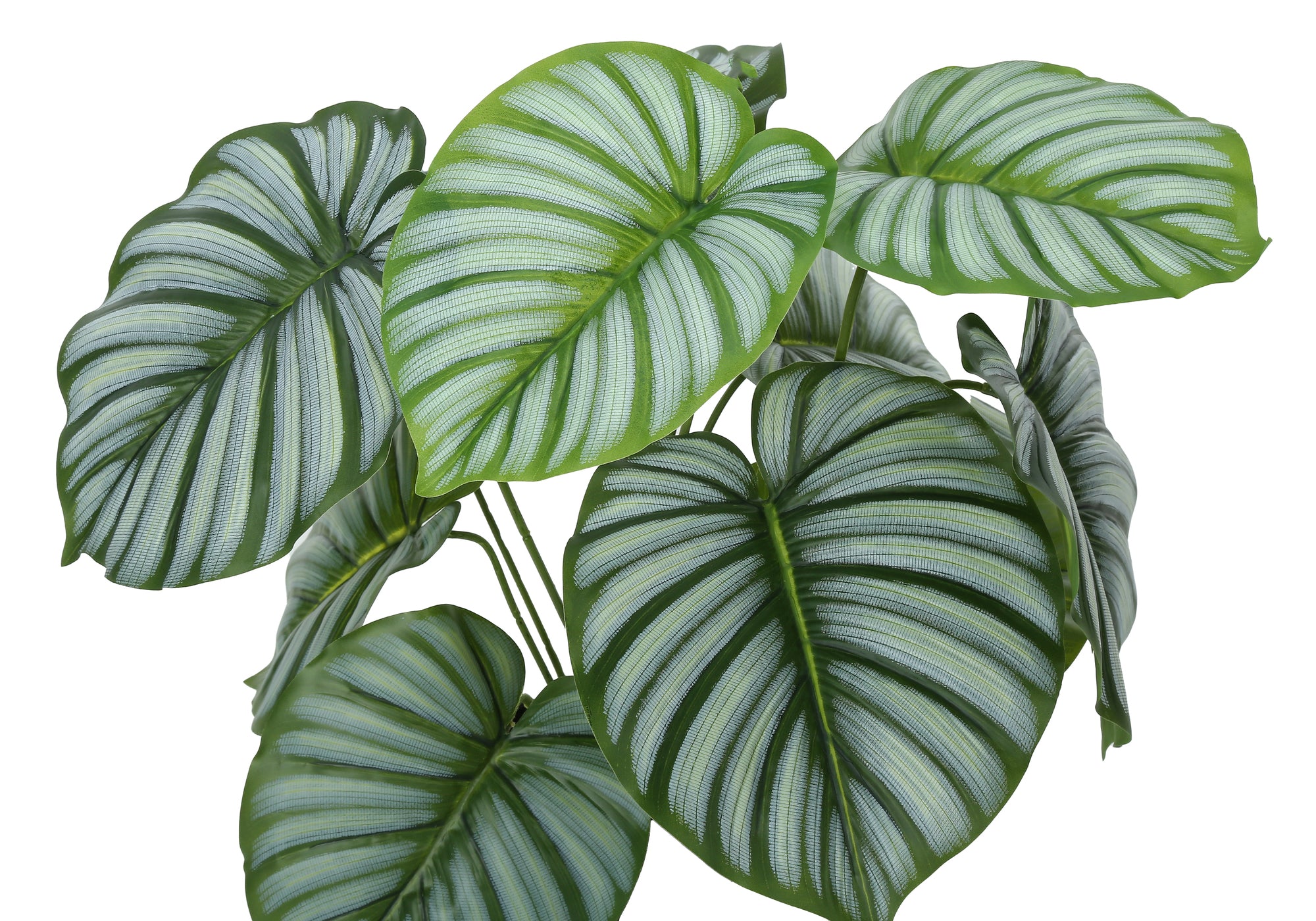 ARTIFICIAL PLANT - 24"H / INDOOR CALATHEA IN A 5" POT
