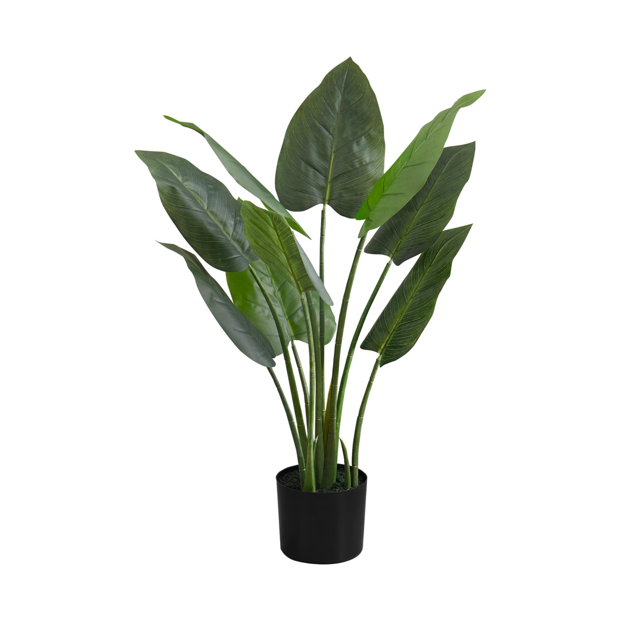 37"H / INDOOR AUREUM IN A 6" POT