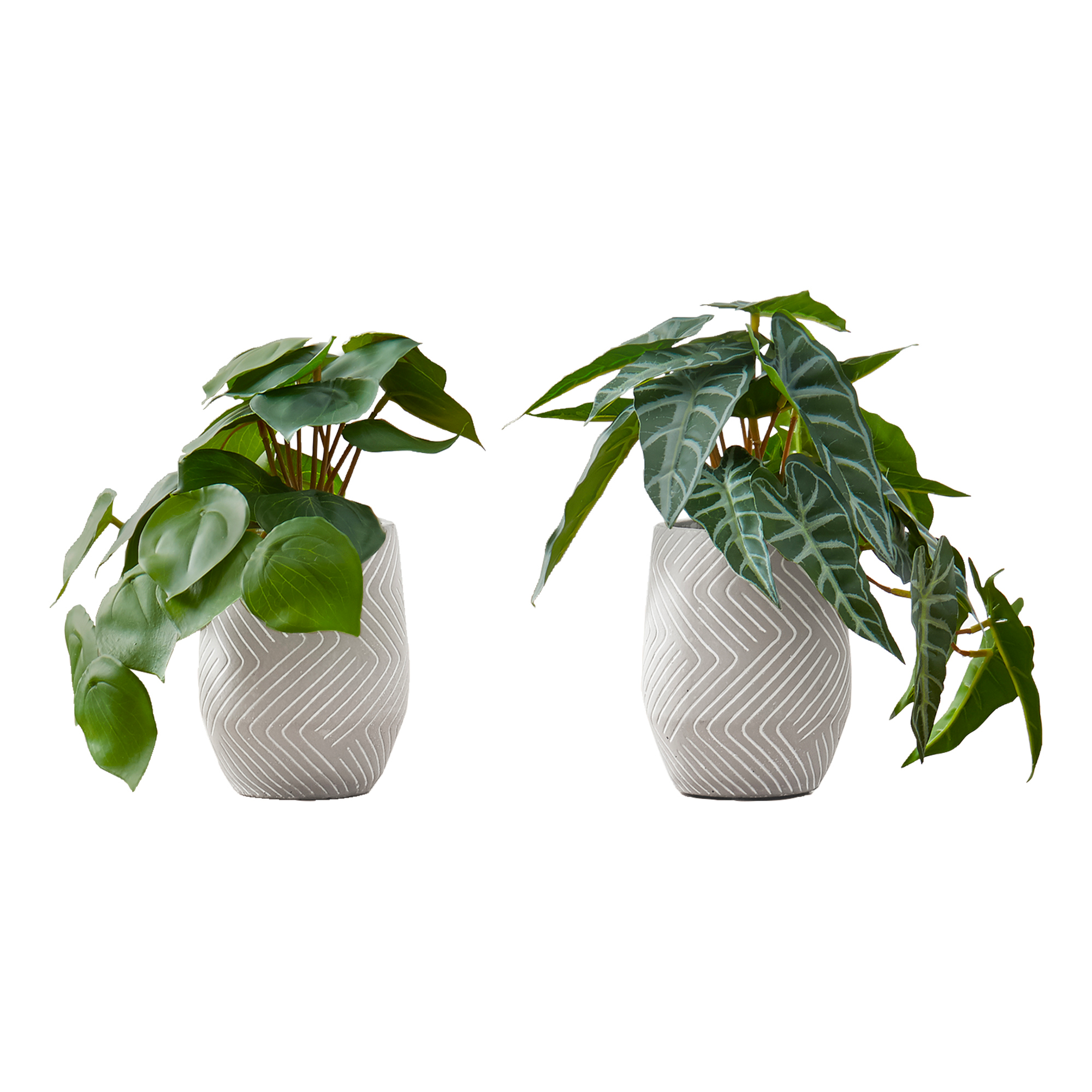 ARTIFICIAL PLANT - 2PCS / 8"H ALOCASIA / 5" CEMENT POT