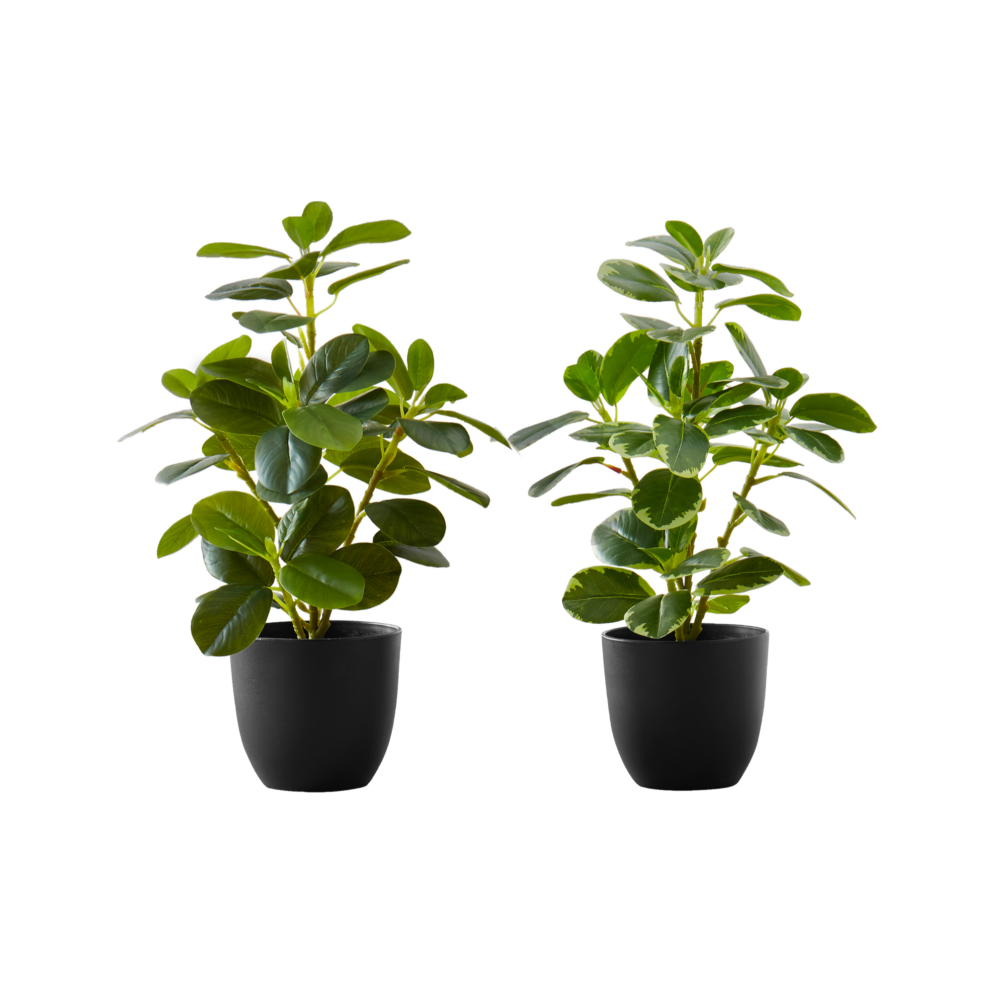 ARTIFICIAL PLANT - 2PCS / 14"H FICUS ELASTICA IN 4" POT
